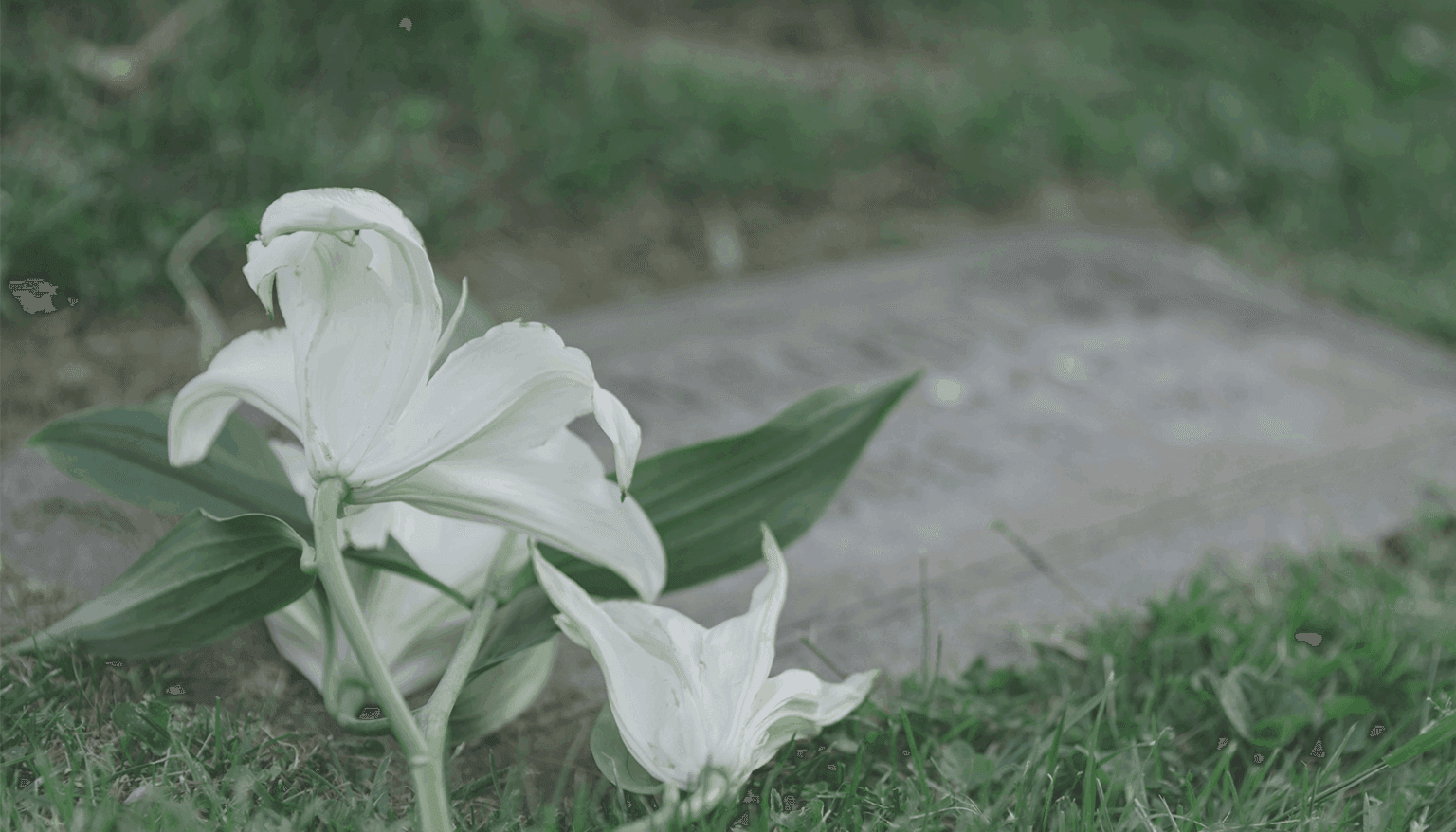 Cremation or embalming: how to choose? | Complexe funéraire Lachance